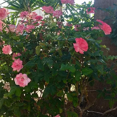 Apartman Surfer Paradise Naxos City