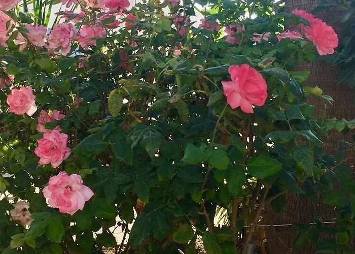 Lägenhet Surfer Paradise Naxos City